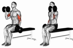 Seated Alternate Dumbbell Curl.
